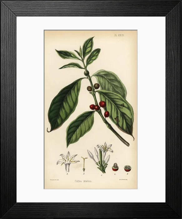 Framed Print : Coffee plant, flower, berry and bean Framed Print : Coffee plant, flower, berry and bean