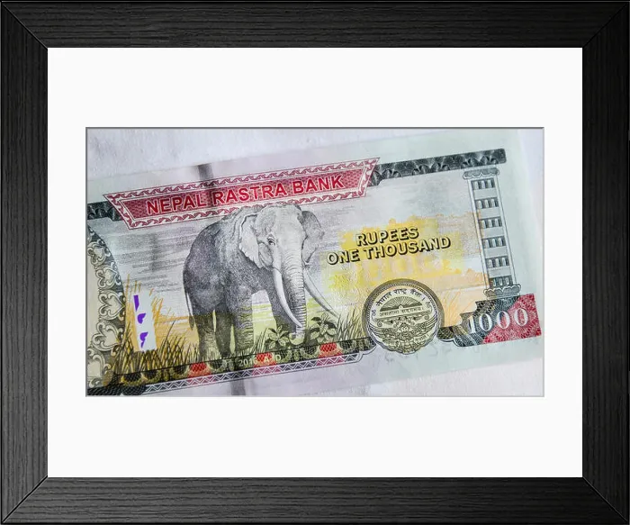 Framed Print : A Nepalese banknote (NPR) 1000 Rupees Framed Print : A Nepalese banknote (NPR) 1000 Rupees