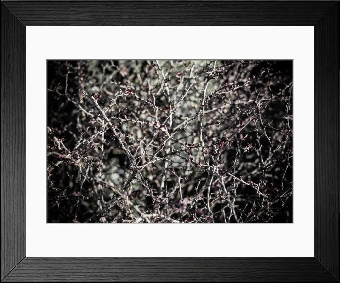 Framed Print : a creepy thorn bush with a lot of prickly spikes Framed Print : a creepy thorn bush with a lot of prickly spikes