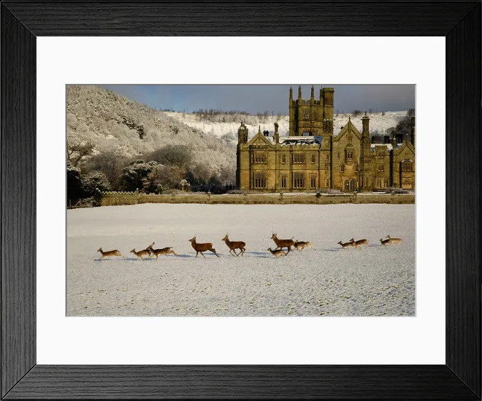 Framed Print : Deer Running in Snow Margam Castle Margam Park Neath South Wales Framed Print : Deer Running in Snow Margam Castle Margam Park Neath South Wales