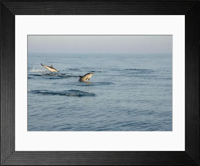 Framed Print : A pod of short-beaked common dolphins