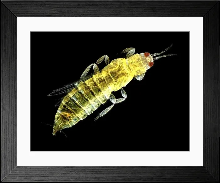 Framed Print : Thrips (probably Thripidae), found on carrot foliage, about 1mm in length Framed Print : Thrips (probably Thripidae), found on carrot foliage, about 1mm in length