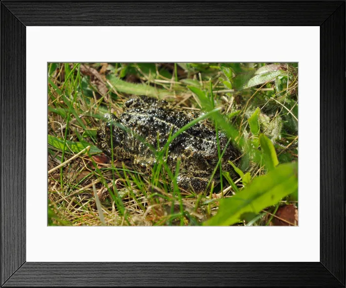 Framed Print : Natterjack Toad - Epidalea calamita, formerly Bufo calamita Framed Print : Natterjack Toad - Epidalea calamita, formerly Bufo calamita