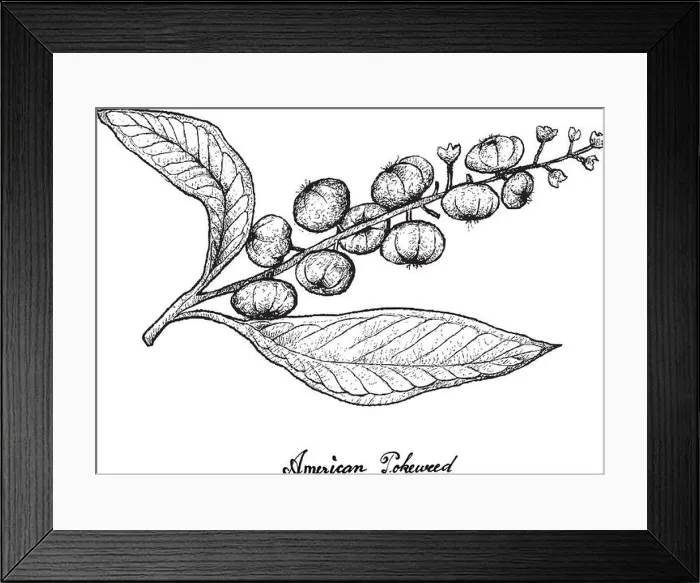 Framed Print : Berry Fruit, Illustration Hand Drawn Sketch of Fresh American Pokeweed Framed Print : Berry Fruit, Illustration Hand Drawn Sketch of Fresh American Pokeweed