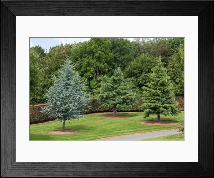 Framed Print : Cedar trees Framed Print : Cedar trees