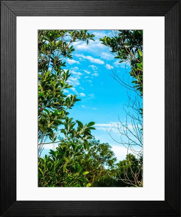 Framed Print : Real photo view through tree green leaves clear blue sky. Nature oval frame abstract background Framed Print : Real photo view through tree green leaves clear blue sky. Nature oval frame abstract background