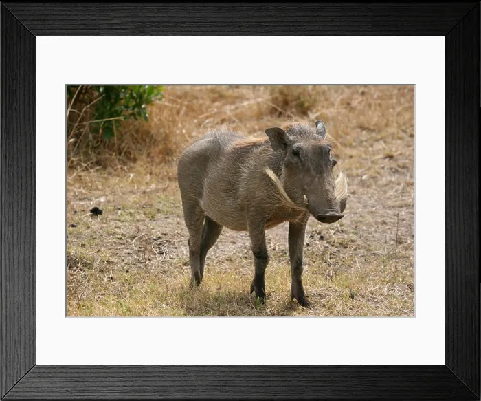 Framed Print : animal mammal africa Framed Print : animal mammal africa