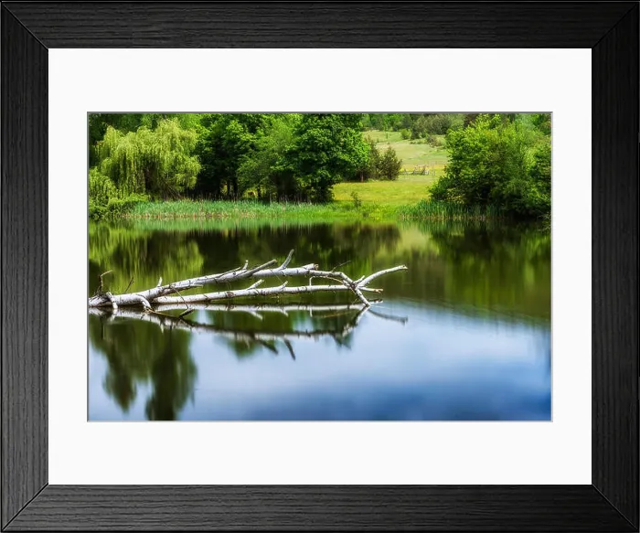 Framed Print : Dead birke tree in lake Framed Print : Dead birke tree in lake