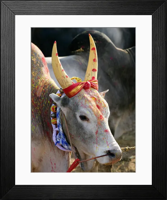 Framed Print : Portrait of Jallikattu Bull.Jallikattu bull taming during Pongal festival Framed Print : Portrait of Jallikattu Bull.Jallikattu bull taming during Pongal festival