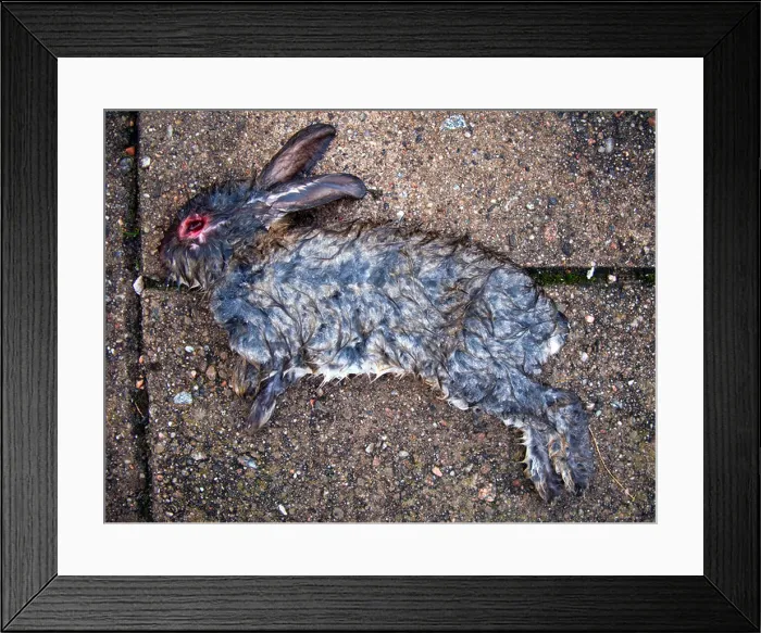 Framed Print : Dead rabbit with its eyes picked out Framed Print : Dead rabbit with its eyes picked out