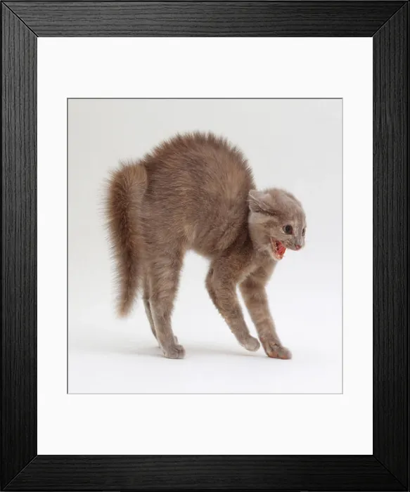 Framed Print : Cat arching its back and hissing, close-up, side view Framed Print : Cat arching its back and hissing, close-up, side view