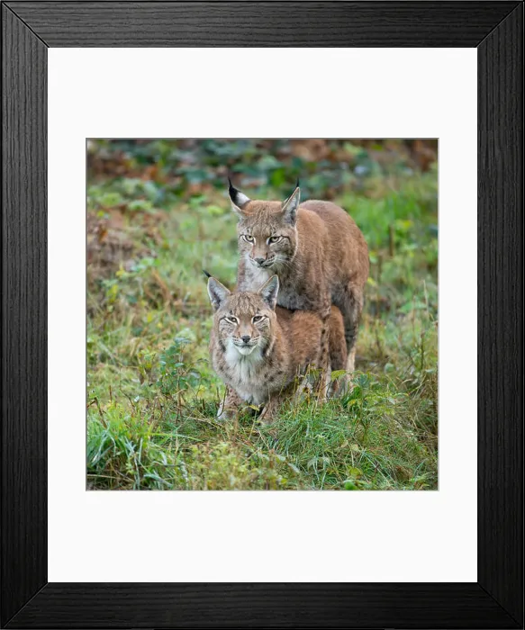 Framed Print : Eurasian Lynx (Lynx lynx), mating attempt of a young lynx, captive, Lower Saxony, Germany Framed Print : Eurasian Lynx (Lynx lynx), mating attempt of a young lynx, captive, Lower Saxony, Germany