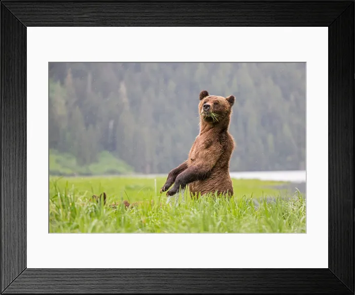 Framed Print : Canada, Khutzeymateen Grizzly Bear Sanctuary, Female grizzly standing upright Framed Print : Canada, Khutzeymateen Grizzly Bear Sanctuary, Female grizzly standing upright