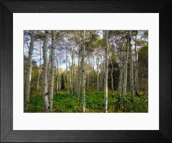 Framed Print : Aspen trees in the high mountains of Utah