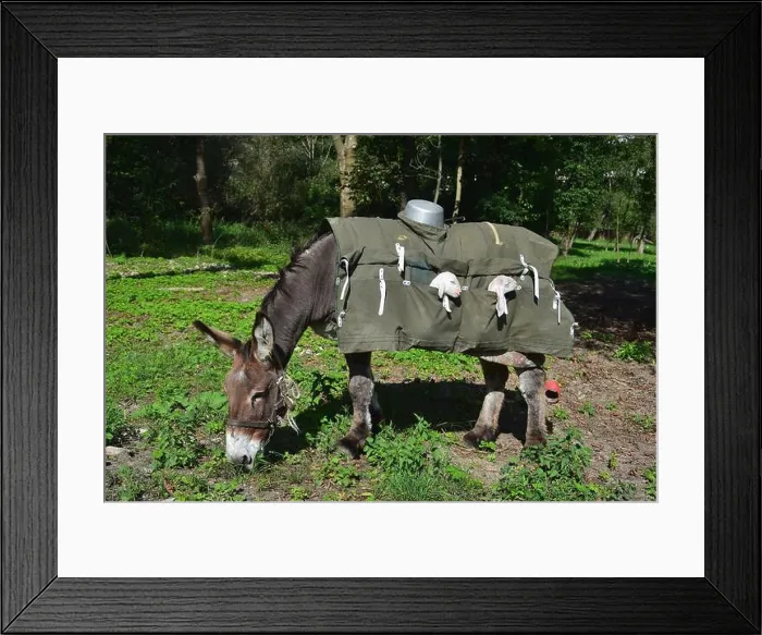 Framed Print : A donkey carrying young lambs in special saddle bags. Bergamo, Lombardy, Italy Framed Print : A donkey carrying young lambs in special saddle bags. Bergamo, Lombardy, Italy