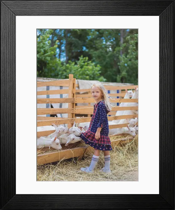 Framed Print : small goats biting kids dress at farm Framed Print : small goats biting kids dress at farm