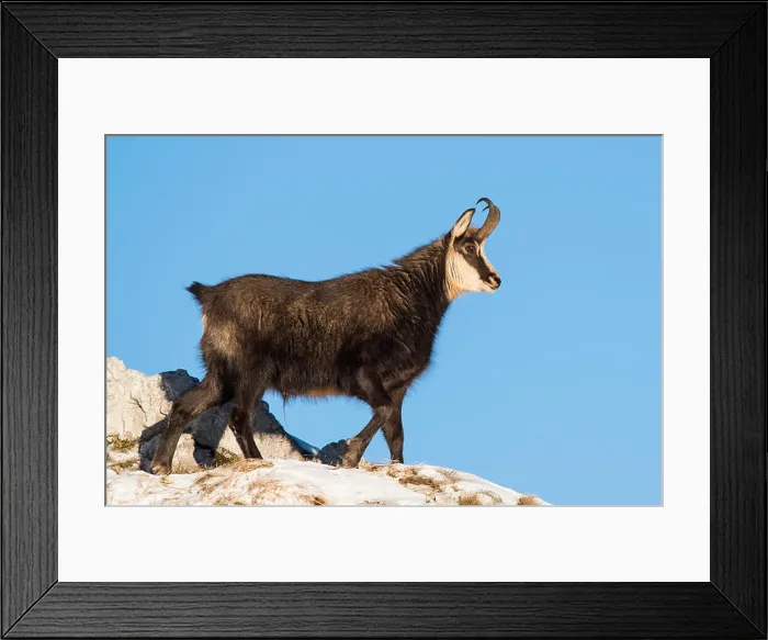 Framed Print : Gams (Rupicapra rupicapra) on rock, Berchtesgaden Alps, Salzburg, Austria Framed Print : Gams (Rupicapra rupicapra) on rock, Berchtesgaden Alps, Salzburg, Austria
