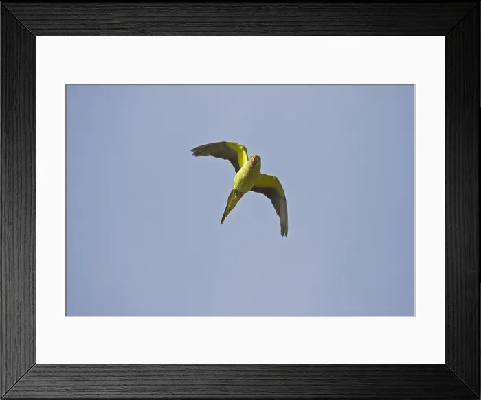 Framed Print : Rose-ringed Parakeet (Psittacula krameri) adult, introduced species, in flight, Gran Canaria, Canary Islands Framed Print : Rose-ringed Parakeet (Psittacula krameri) adult, introduced species, in flight, Gran Canaria, Canary Islands