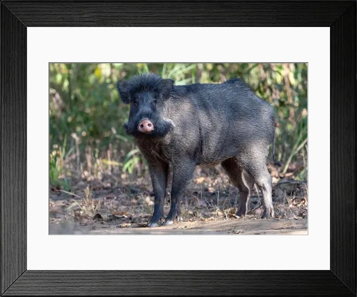 Framed Print : Wild boar (Sus scrofa, male) from Kanha National Park, Madhya Pradesh, India Framed Print : Wild boar (Sus scrofa, male) from Kanha National Park, Madhya Pradesh, India
