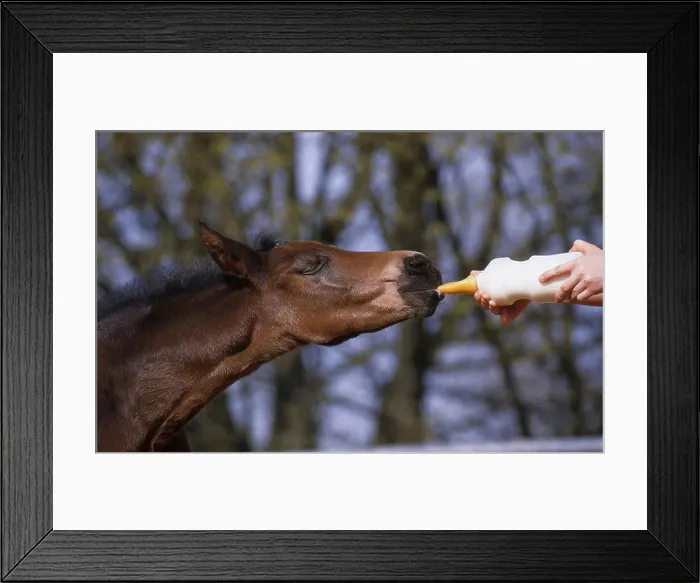 Framed Print : Foal drinking from a baby bottle Framed Print : Foal drinking from a baby bottle