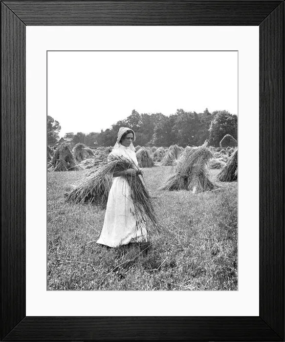 Framed Print : Edwardian period country farm girl making hay 1900s Framed Print : Edwardian period country farm girl making hay 1900s