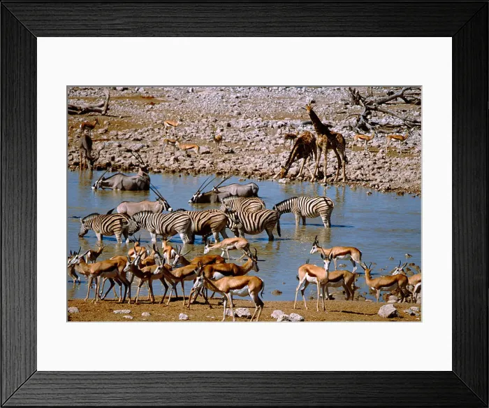 Framed Print : Africa, Namibia, Etosha National Park Framed Print : Africa, Namibia, Etosha National Park