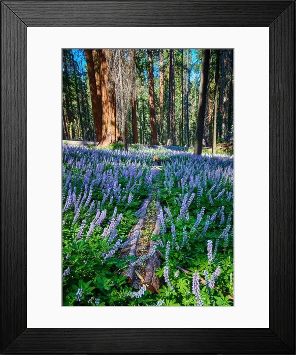 Framed Print : Purple Wildflowers and Fallen Log in Sequoia Forest Meadow with Sunlight Framed Print : Purple Wildflowers and Fallen Log in Sequoia Forest Meadow with Sunlight