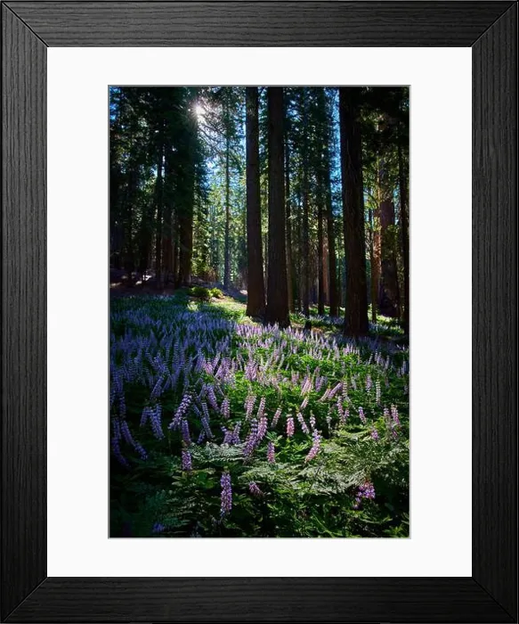 Framed Print : Sunburst Through Sequoia Forest with Purple Wildflowers and Lush Meadow Floor Framed Print : Sunburst Through Sequoia Forest with Purple Wildflowers and Lush Meadow Floor
