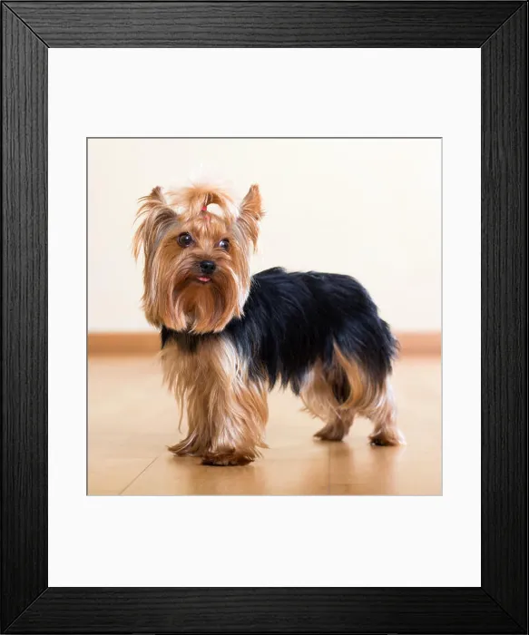 Framed Print : Popular dog breed Yorkshire Terrier Framed Print : Popular dog breed Yorkshire Terrier