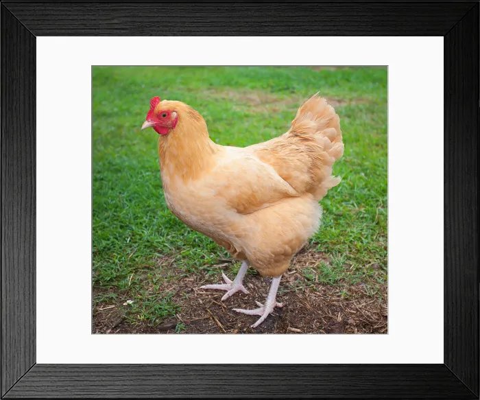 Framed Print : Chicken with bright yellow feathers with grass in the background Framed Print : Chicken with bright yellow feathers with grass in the background