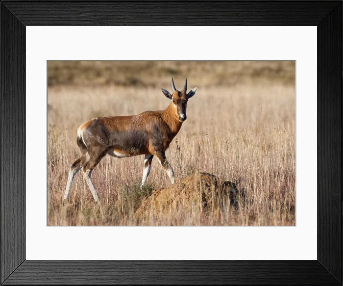 Framed Print : Blesbok (Damaliscus pygargus phillipsi) Framed Print : Blesbok (Damaliscus pygargus phillipsi)