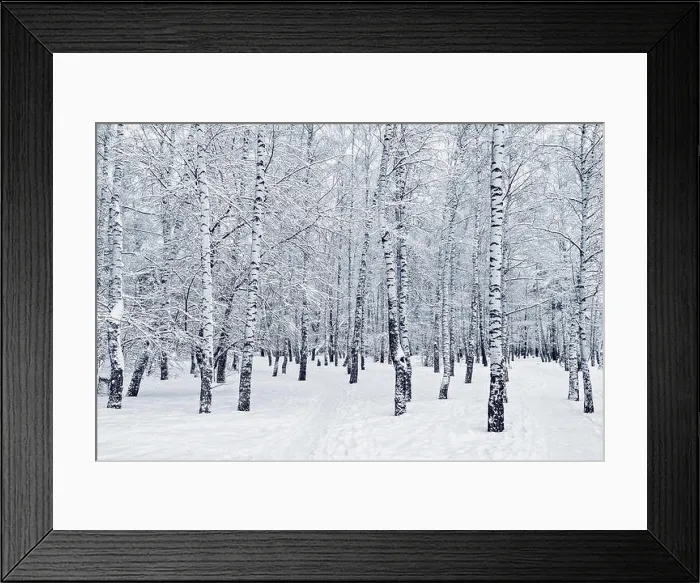 Framed Print : Snow on the birch trees in the forest at winter day time Framed Print : Snow on the birch trees in the forest at winter day time