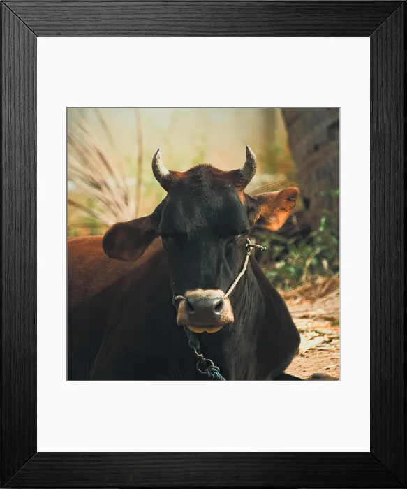Framed Print : Portrait of a domestic Indian buffalo Framed Print : Portrait of a domestic Indian buffalo