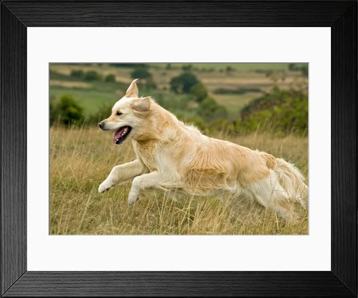 Framed Print : Golden Retriever dog running Framed Print : Golden Retriever dog running