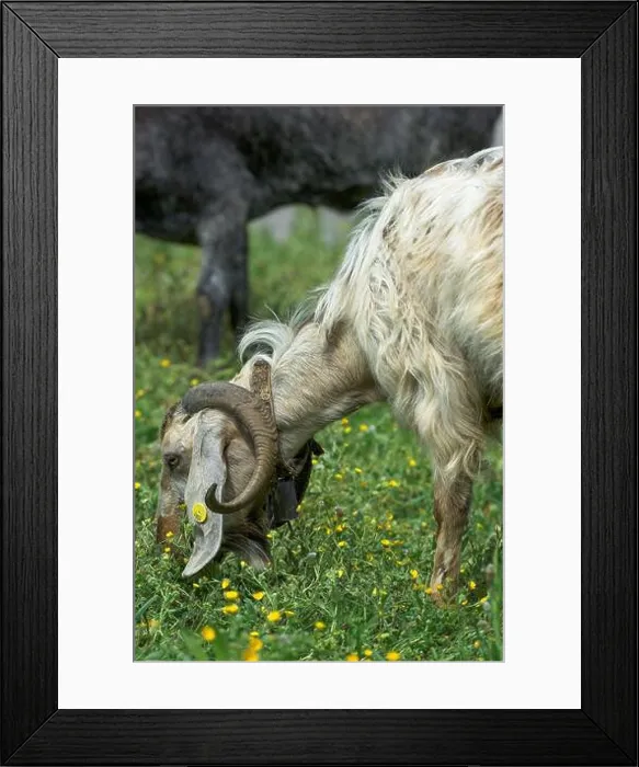 Framed Print : goat grazing on lush pasture in hills of Cyprus, Europe Framed Print : goat grazing on lush pasture in hills of Cyprus, Europe