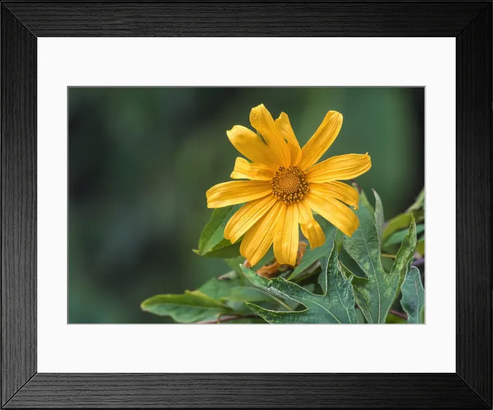 Framed Print : Mexican sunflower or Bua Tong, yellow flower on blurred background Framed Print : Mexican sunflower or Bua Tong, yellow flower on blurred background