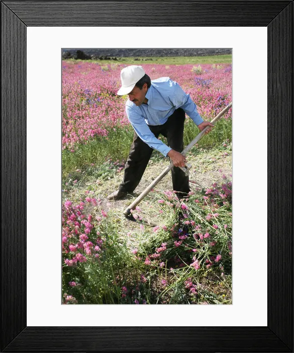 Framed Print : A man cutting plants with a scythe near Van, a town in North East Turkey Framed Print : A man cutting plants with a scythe near Van, a town in North East Turkey