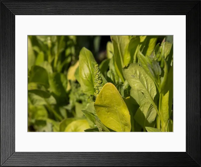 Framed Print : Flowering Overripe Spinach (Spinacia oleracea) Plant in Garden Framed Print : Flowering Overripe Spinach (Spinacia oleracea) Plant in Garden