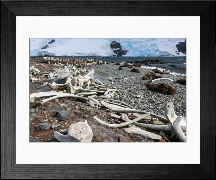 Framed Print : Whales bones strewn on the beach, and fur seals on the shore Framed Print : Whales bones strewn on the beach, and fur seals on the shore