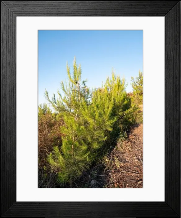 Framed Print : Young shoots of a pine tree in dew close-up. Mount Carmel at sunrise. Israel Framed Print : Young shoots of a pine tree in dew close-up. Mount Carmel at sunrise. Israel