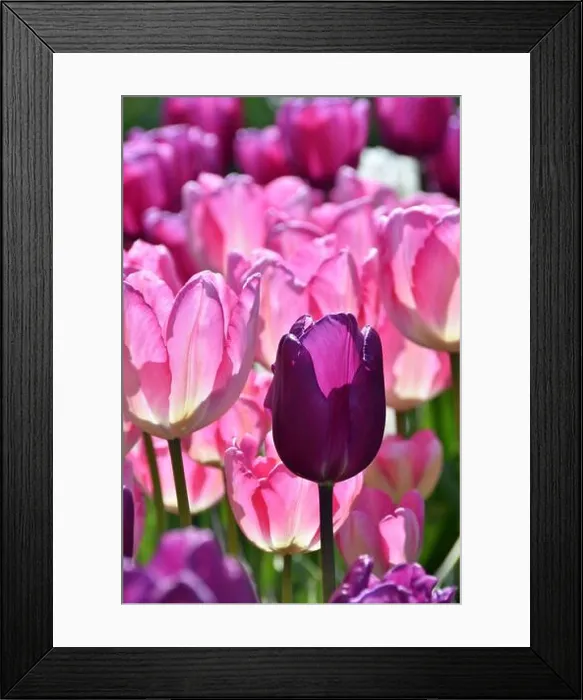 Framed Print : Closeup of pink and purple tulips against sunlight. Selective focus Framed Print : Closeup of pink and purple tulips against sunlight. Selective focus