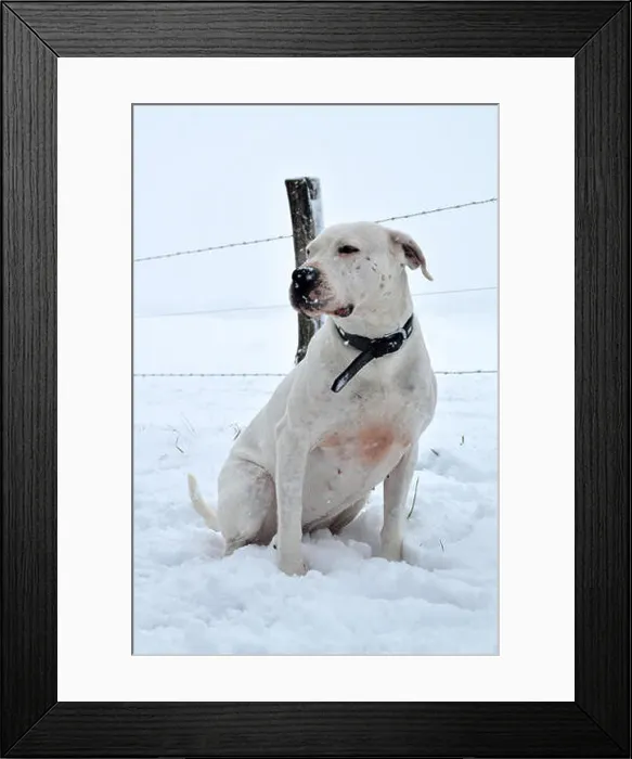 Framed Print : A mastiff dog breed Dogo Argentino, under the snow in winter Framed Print : A mastiff dog breed Dogo Argentino, under the snow in winter