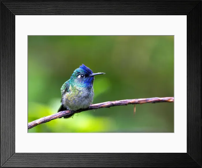 Framed Print : Violet-headed hummingbird (Klais guimeti), male sitting on a branch, Costa Rica, Guapiles Framed Print : Violet-headed hummingbird (Klais guimeti), male sitting on a branch, Costa Rica, Guapiles