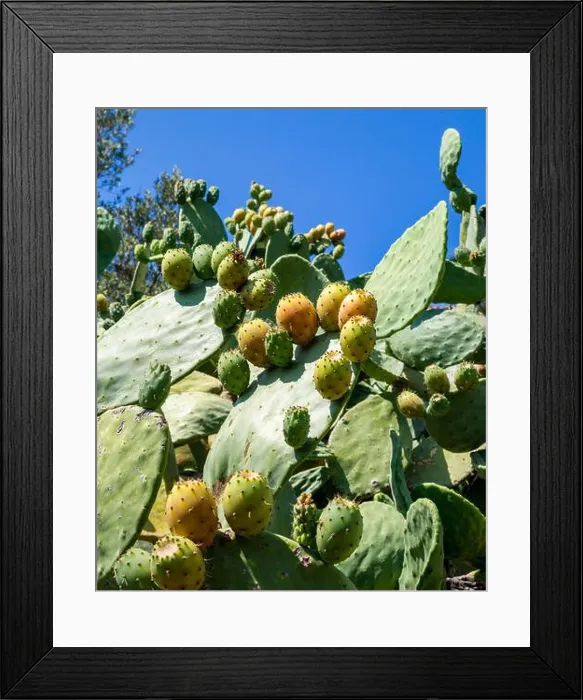 Framed Print : Opuntia cactus or Prickly Pear with edible new shoots - Alonissos Greece Framed Print : Opuntia cactus or Prickly Pear with edible new shoots - Alonissos Greece