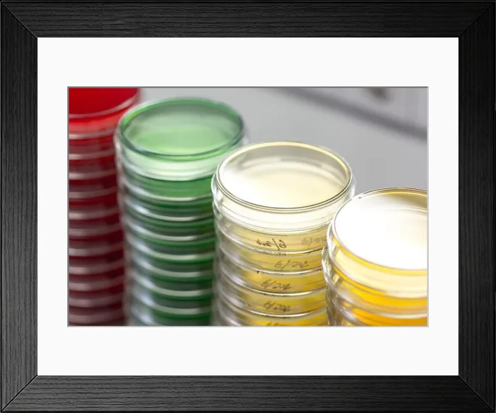 Framed Print : Petry dishes on laboratory table Framed Print : Petry dishes on laboratory table