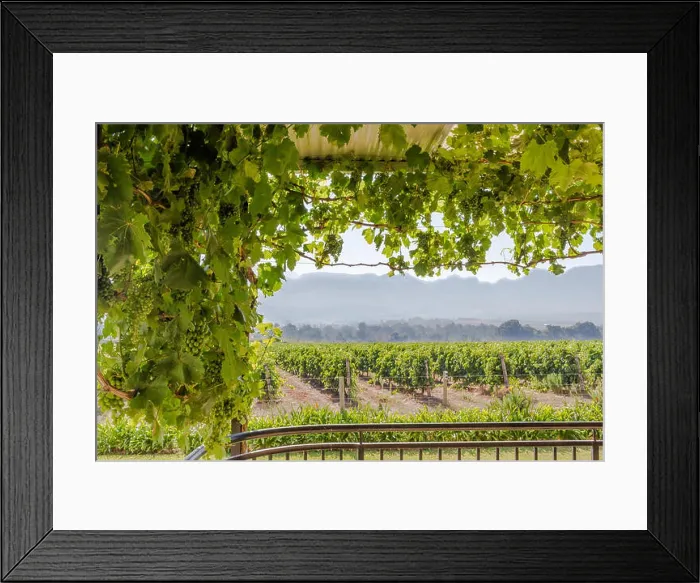 Framed Print : Grape vine on a roof trellis with verandah and a view over a grape vineyard on a sunny morning in Paarl Framed Print : Grape vine on a roof trellis with verandah and a view over a grape vineyard on a sunny morning in Paarl
