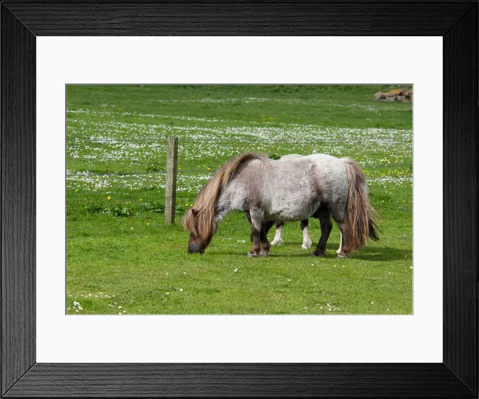 Framed Print : Scotland, Shetland Islands, Mainland, Lerwick. Purebred Shetland ponies Framed Print : Scotland, Shetland Islands, Mainland, Lerwick. Purebred Shetland ponies