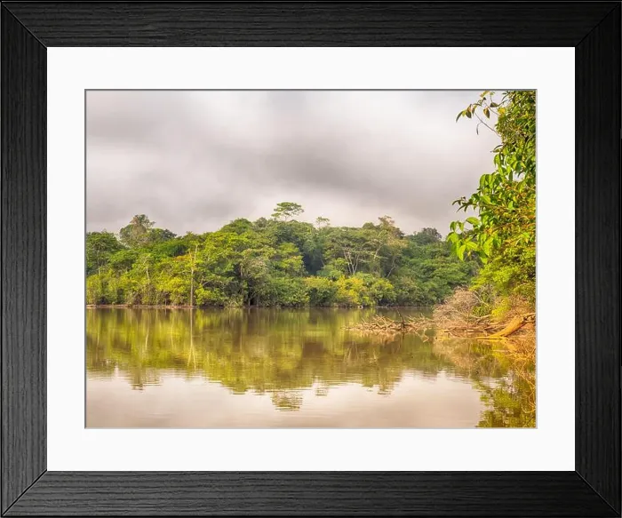 Framed Print : Magic Amazonia. View of the green jungle on the bank of lagoon in the Amazon rainforest Framed Print : Magic Amazonia. View of the green jungle on the bank of lagoon in the Amazon rainforest
