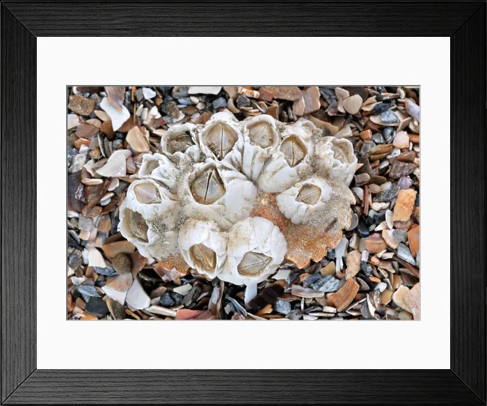 Framed Print : Acorn barnacles  /  Rock barnacles (Semibalanus balanoides) on crab's shell, Belgium