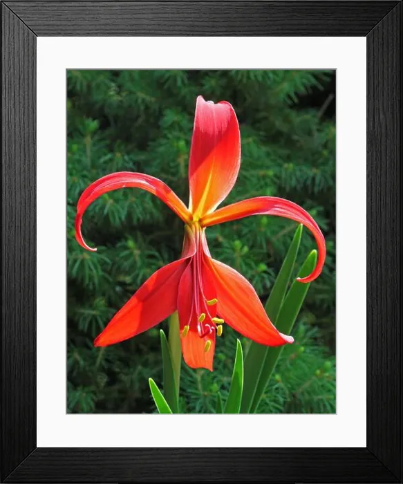 Framed Print : Jakobslilie, Sprekelia formosissima Framed Print : Jakobslilie, Sprekelia formosissima